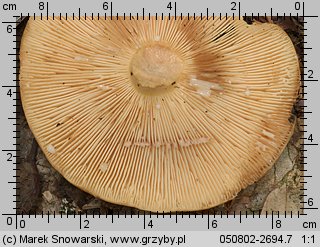 Lactarius volemus (mleczaj smaczny)