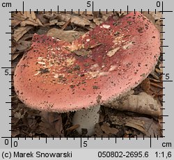 Russula vesca (gołąbek wyborny)