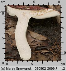 Russula vesca (gołąbek wyborny)