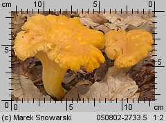 Cantharellus cibarius (pieprznik jadalny)