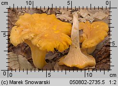 Cantharellus cibarius (pieprznik jadalny)