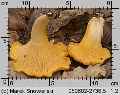 Cantharellus cibarius (pieprznik jadalny)