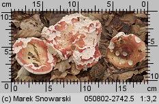 Russula vesca (gołąbek wyborny)