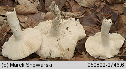 Russula vesca (gołąbek wyborny)