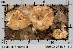 Russula grata (gołąbek gorzkomigdałowy)