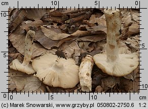 Russula grata (gołąbek gorzkomigdałowy)