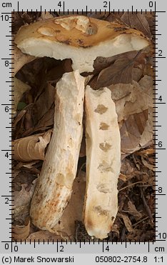 Russula grata (gołąbek gorzkomigdałowy)