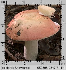 Unidentified-Russula