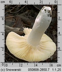 Unidentified-Russula