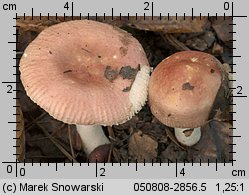 Unidentified-Russula