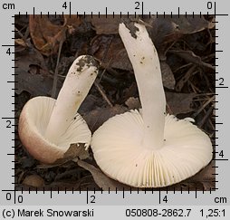 Unidentified-Russula