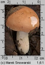 Unidentified-Russula