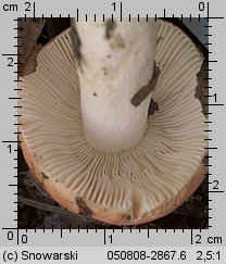 Unidentified-Russula