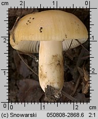 Unidentified-Russula