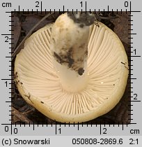 Unidentified-Russula