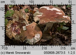 Unidentified-Russula