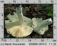 Unidentified-Russula