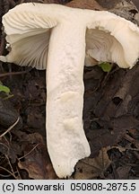 Unidentified-Russula