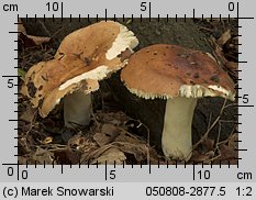 Unidentified-Russula