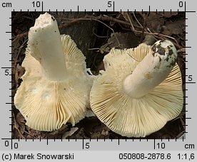 Unidentified-Russula