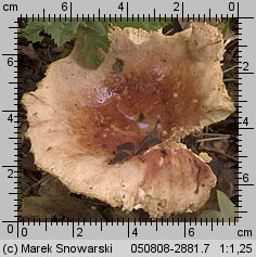 Unidentified-Russula