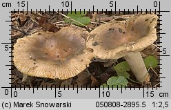 Unidentified-Russula