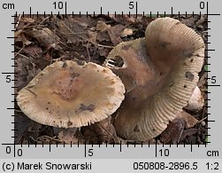 Unidentified-Russula