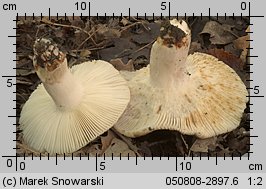 Unidentified-Russula