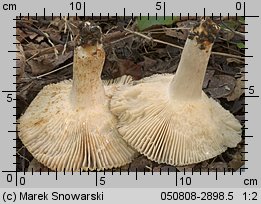 Unidentified-Russula