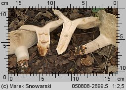 Unidentified-Russula