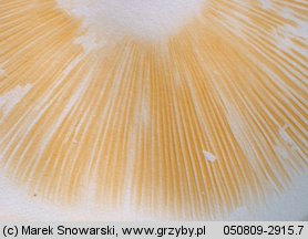 Unidentified-Russula