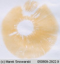 Unidentified-Russula