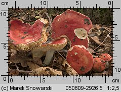 Unidentified-Russula