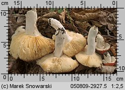 Unidentified-Russula