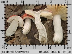 Unidentified-Russula