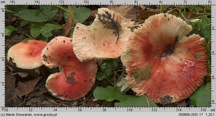 Russula luteotacta (gołąbek żółknący)