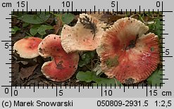 Russula luteotacta (gołąbek żółknący)