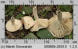 Russula luteotacta (gołąbek żółknący)