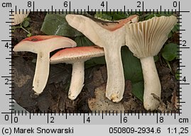 Russula luteotacta (gołąbek żółknący)