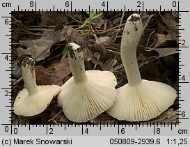 Russula luteotacta (gołąbek żółknący)