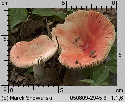 Russula luteotacta (gołąbek żółknący)