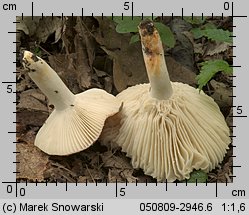 Russula luteotacta (gołąbek żółknący)