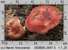 Russula luteotacta (gołąbek żółknący)