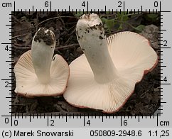 Russula luteotacta (gołąbek żółknący)