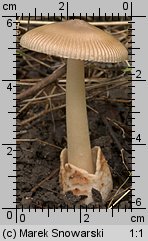 Unidentified-Agaricus-etc (niezidentyfikowane)