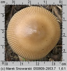 Unidentified-Agaricus-etc (niezidentyfikowane)