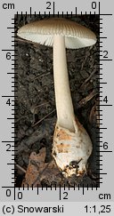 Unidentified-Agaricus-etc (niezidentyfikowane)