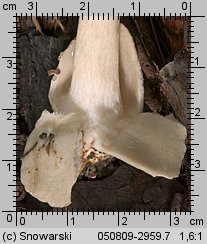 Unidentified-Agaricus-etc (niezidentyfikowane)