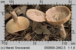 Unidentified-Lactarius