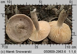 Unidentified-Lactarius